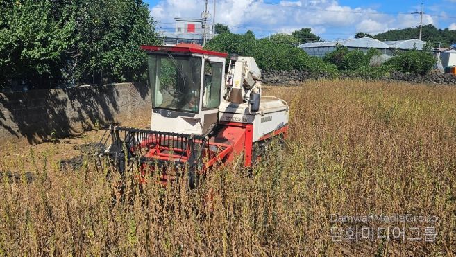 참깨 기계수확