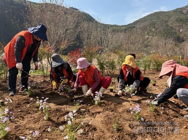 영춘면 꽃밭 조성 사진