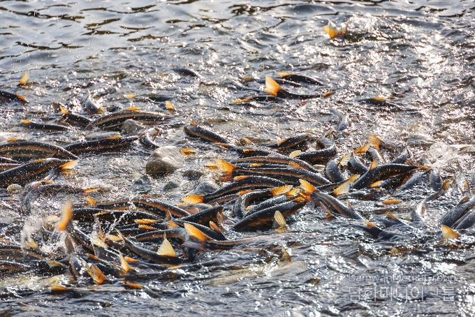 2026년 4월 13일 남대천 황어떼