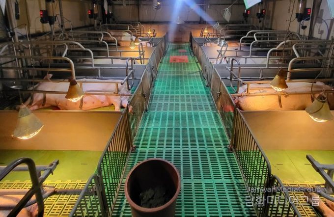 경남도, 양돈 인공지능(AI) 확대에 19억 투입... 생산성·폐사율 동시 잡는다